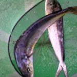 Captain Igloo® - foto pesce pesca sportiva Bibione